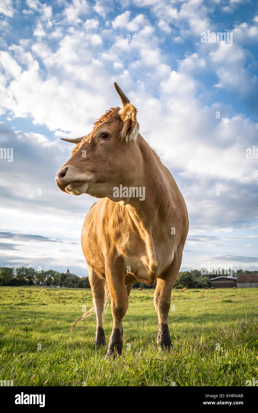 A brown cow standing on pasture and looks sideways out of the picture. Stock Photo
