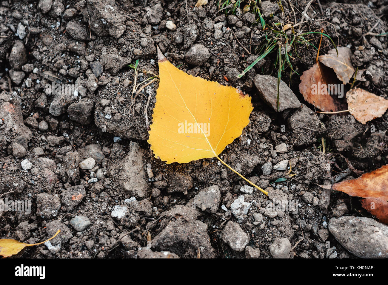 Autumn Leaf Fallen On The Ground Stock Photo - Alamy