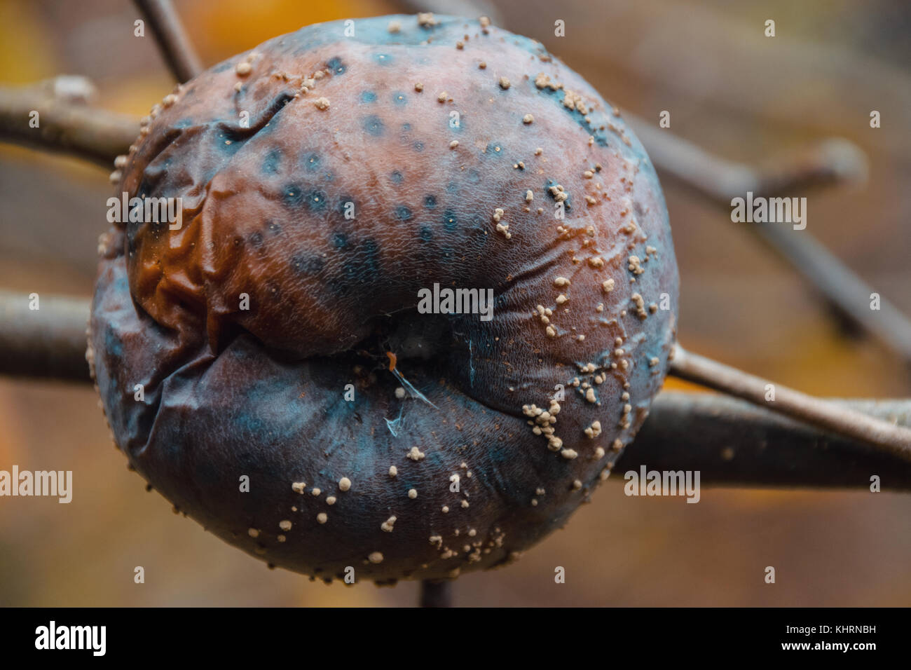 Low Angle View Of Rotten Apple With White Mold Hanging On Tree In Orchard During The Autumn Season Stock Photo