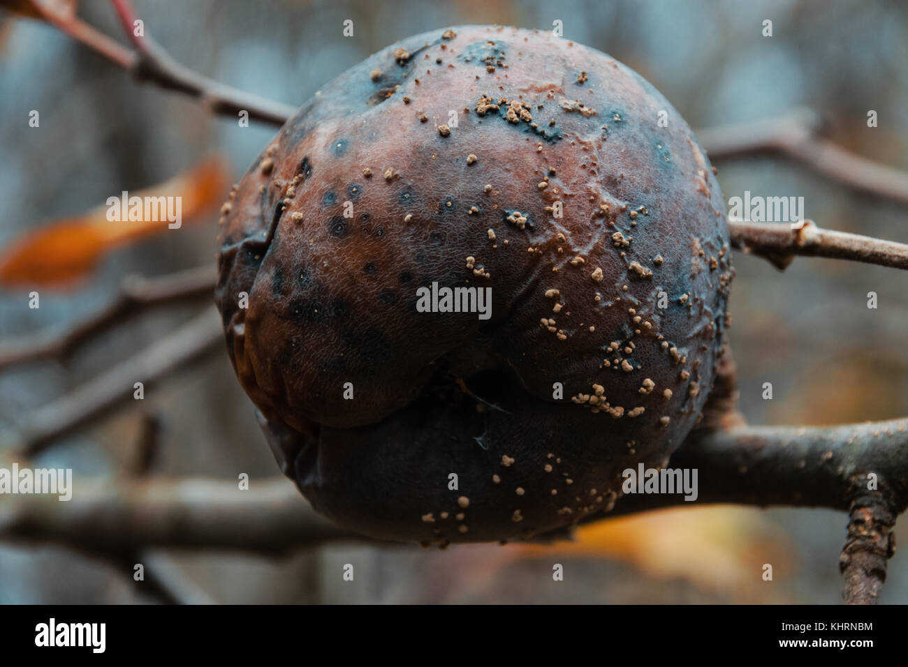 Low Angle View Of Rotten Apple With White Mold Hanging On Tree In Orchard During The Autumn Season Stock Photo