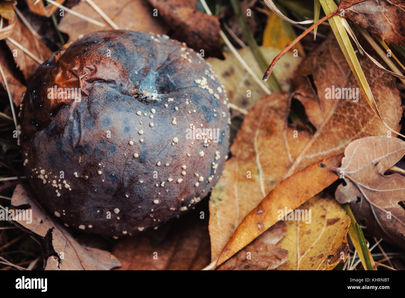 Close-Up Of Rotten Apple With White Mold Surrounded By Dried Leaves During The Autumn Season Stock Photo