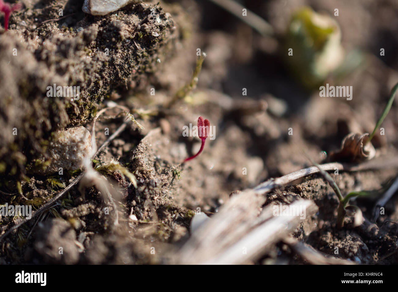 Close-Up Of Tiny Red Sprout Of Plant Stock Photo