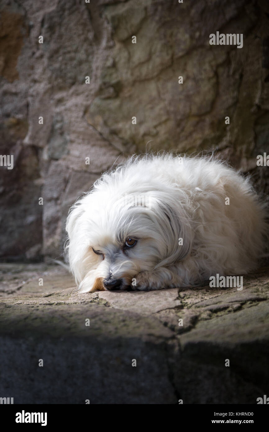 A small white Havanese is huddled in a corner and look carefully at the camera. Stock Photo