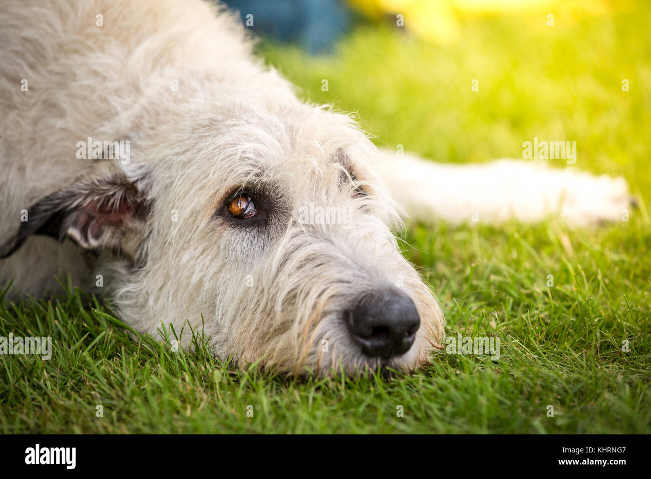 A Light Brown Irish wolfhound lying in a meadow and looking upward