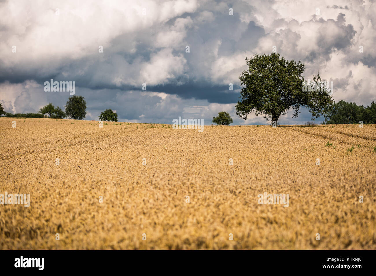 Trees and a golden corn field against dramatic clouds Stock Photo - Alamy
