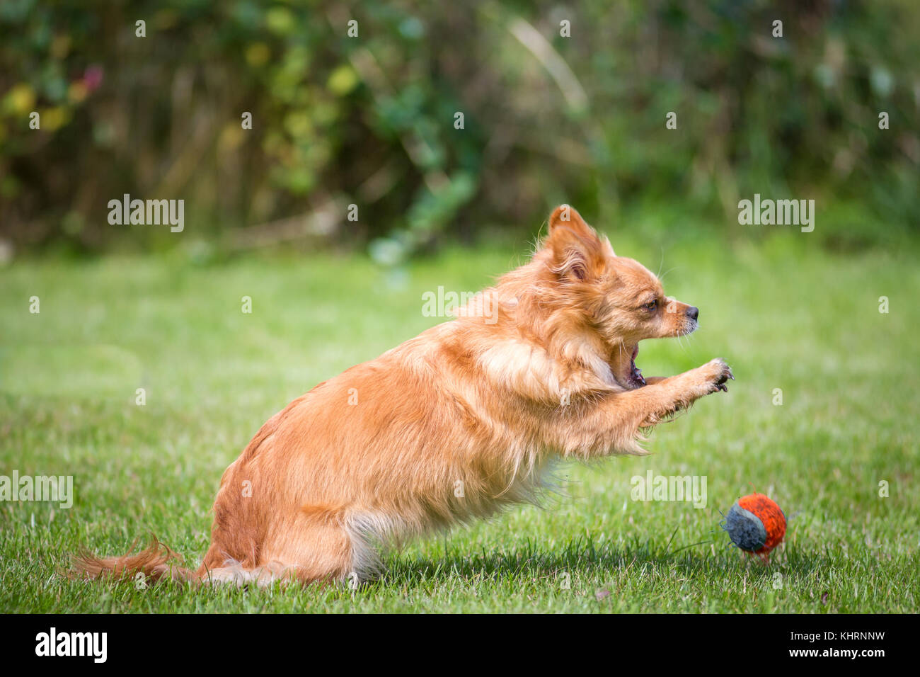 A small brown dog jumps on a tennis ball Stock Photo - Alamy