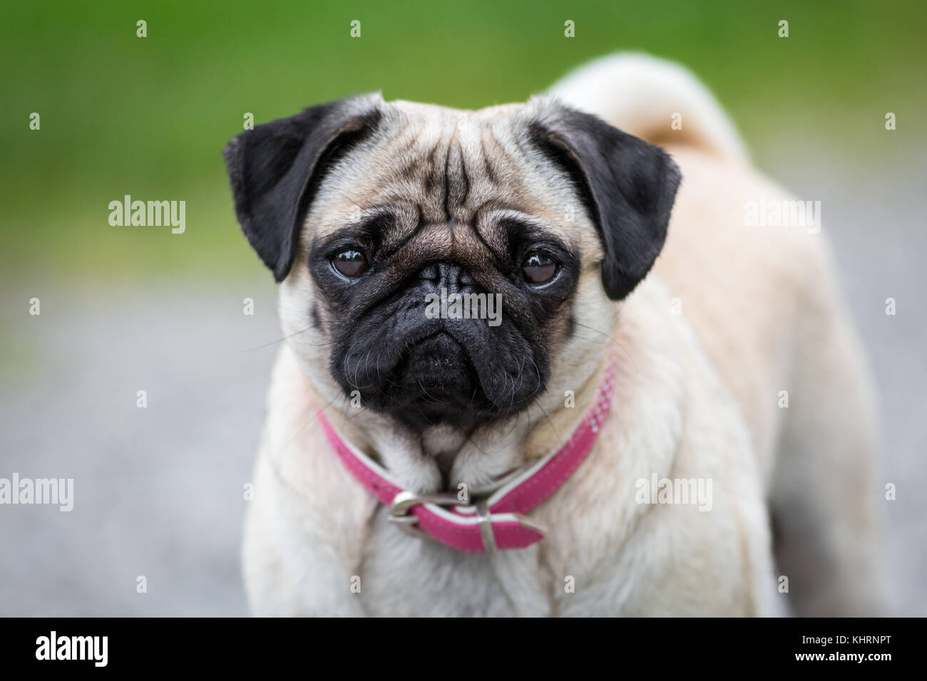 A pug with a pink collar looks directly into the camera. Stock Photo