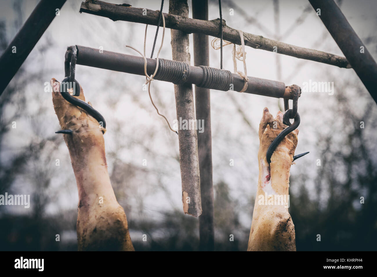 The slaughtered pig is hangs on a hook, hanging on a tripod, the process of freshening, Western Ukraine Stock Photo
