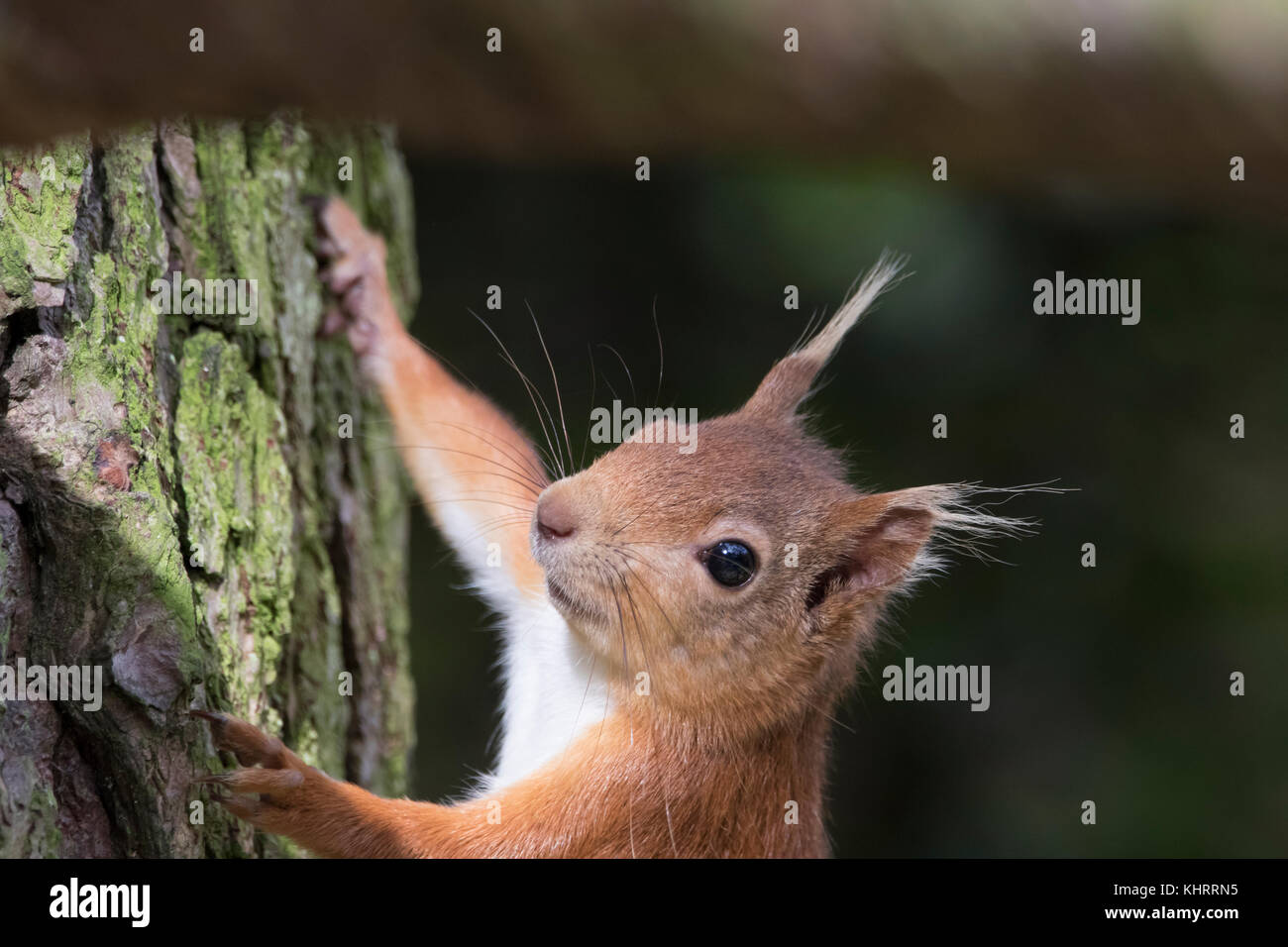 red squirrel, Sciurus vulgaris, euroasian, close up portrait amongst pine woodland and feeders near Lossiemouth, moray, Scotland. Stock Photo