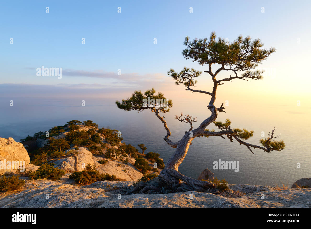 Alone tree on the edge of the cliff Stock Photo