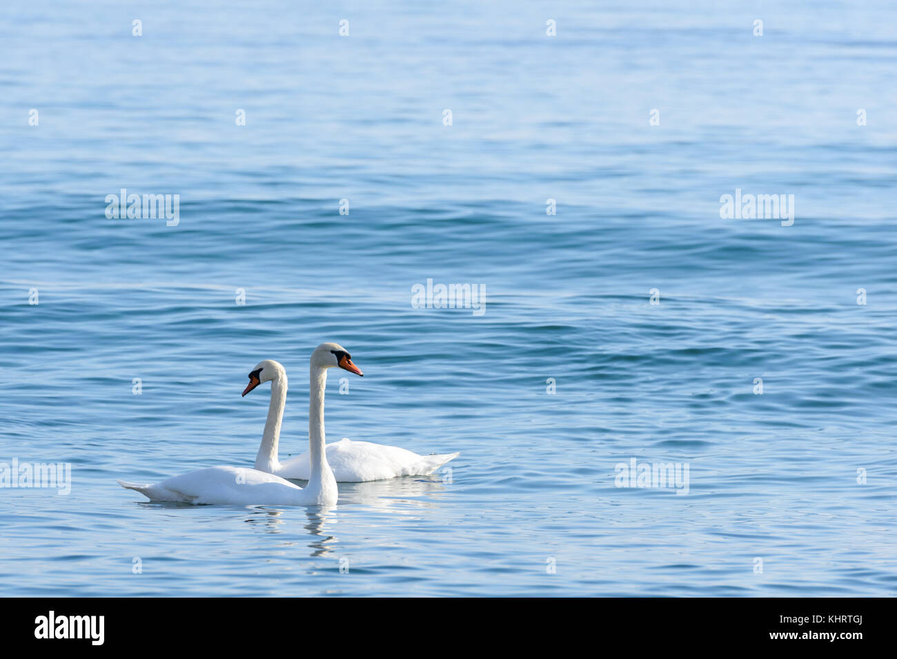 Two swan on turquoise water Stock Photo