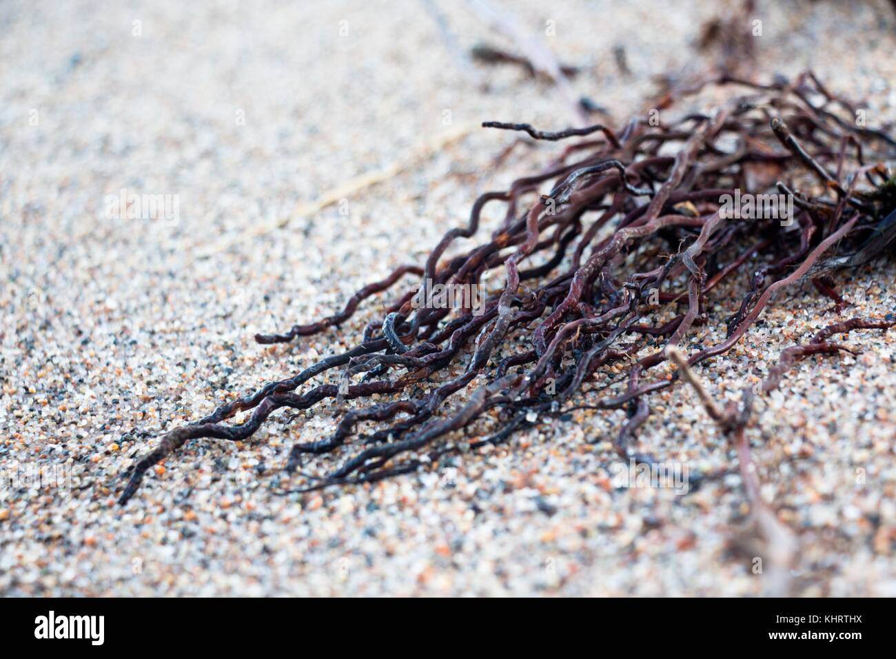 The dry roots of the plant that was thrown on the sandy shore by the waves of the lake, Over time, the roots dried up and created a beautiful abstrakt Stock Photo