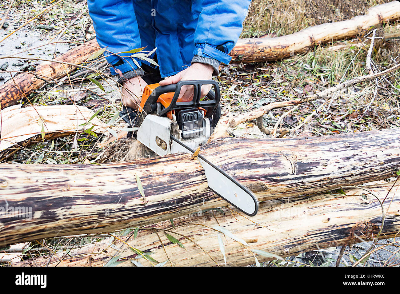 Man Saws petrol saw tree trunk Stock Photo Alamy