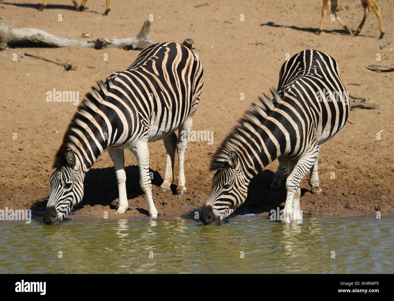 Zebras at the watering hole in Mkuze Game Reserve, South Africa Stock Photo
