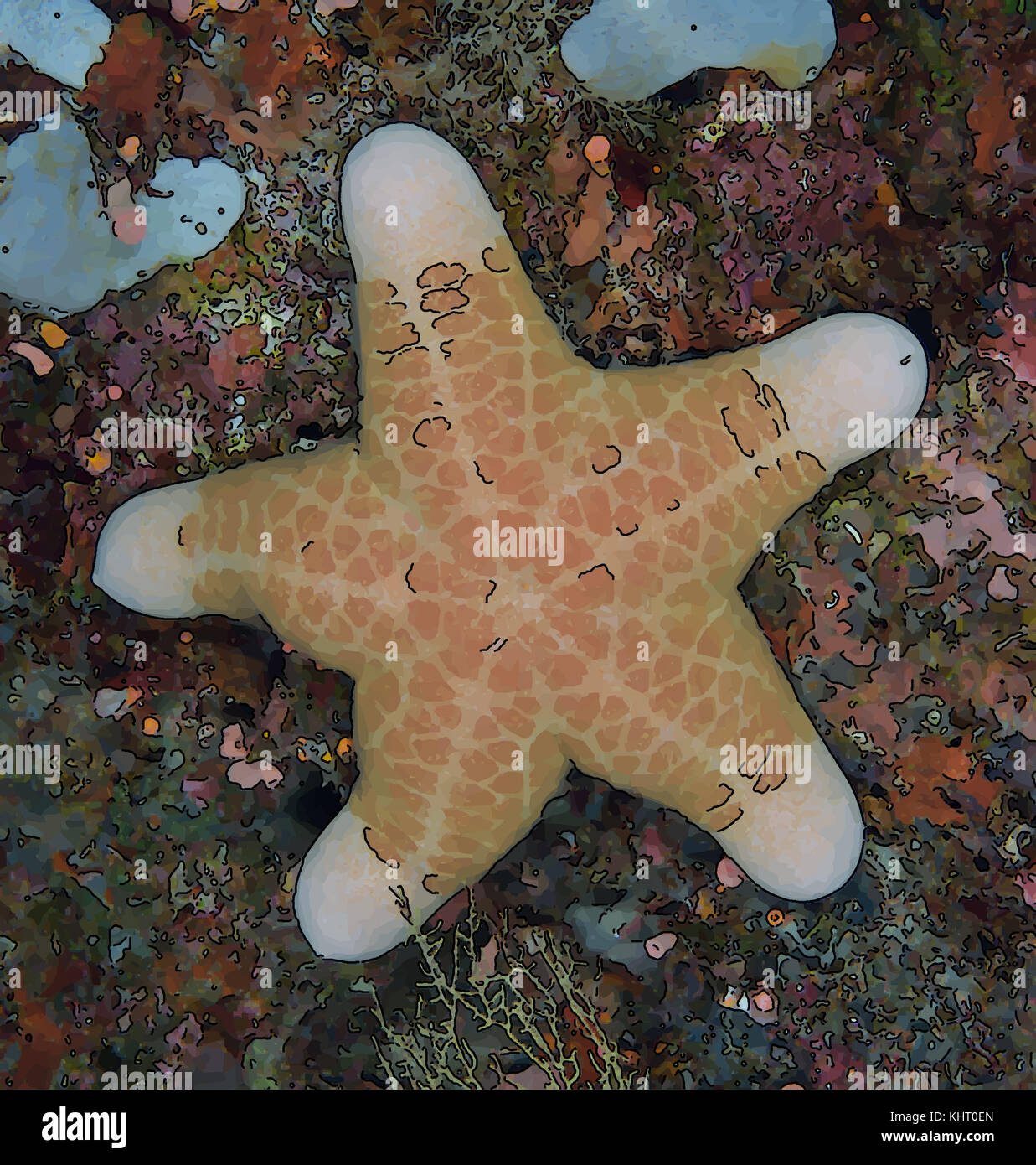 Choriaster granulatus, the granulated sea star, clinging to a wall colorful wall covered with soft coral and other marine life. Stock Photo