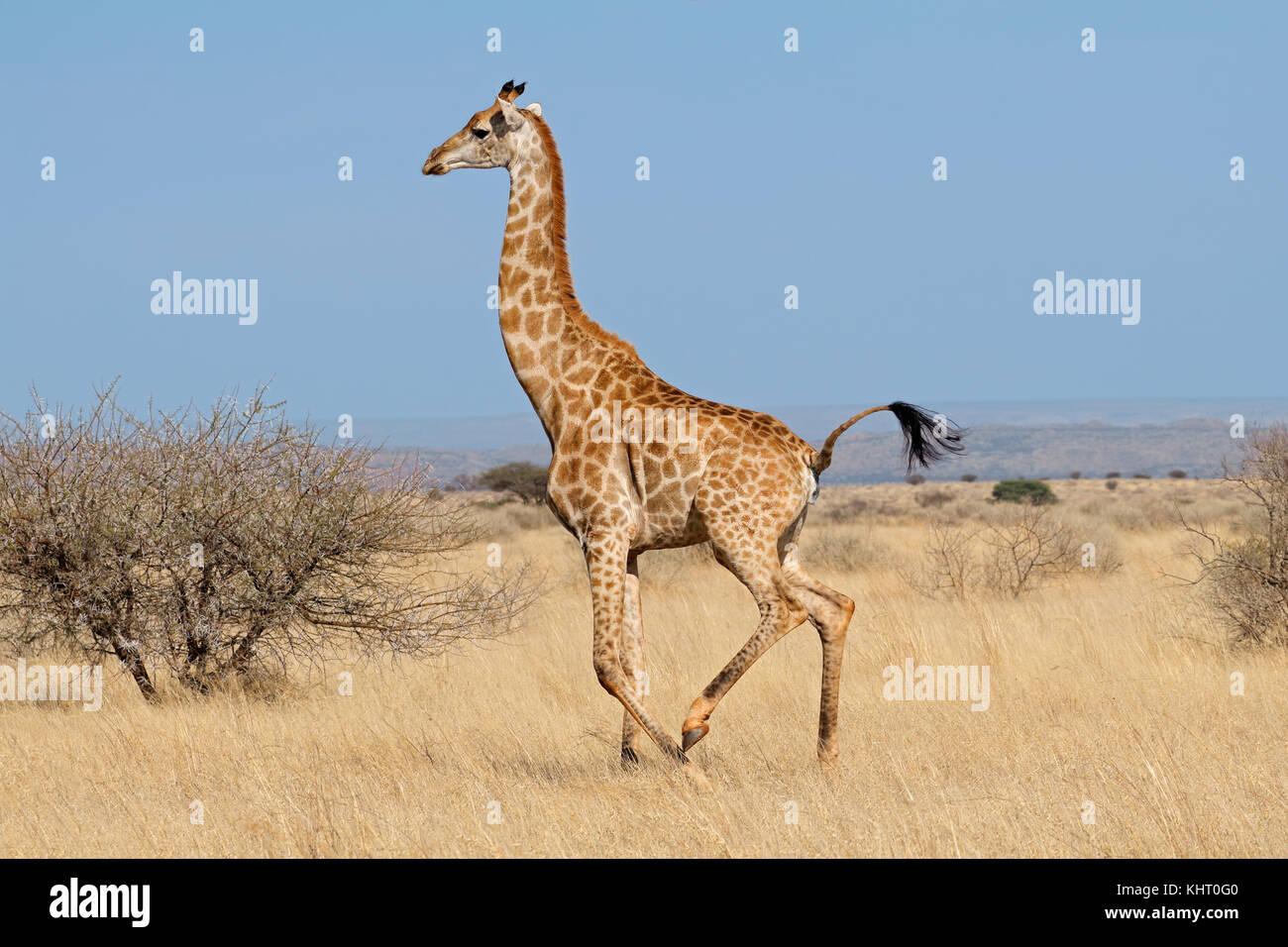 Giraffe (Giraffa camelopardalis) running on the African plains, South Africa Stock Photo