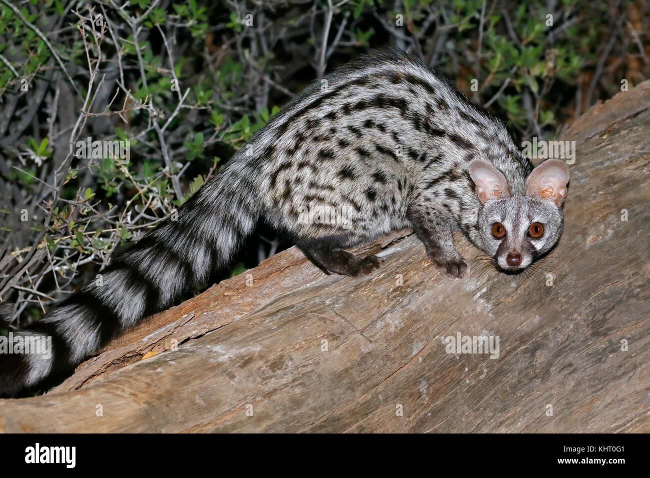 Large-spotted genet (Genetta tigrina) in natural habitat, South Africa Stock Photo