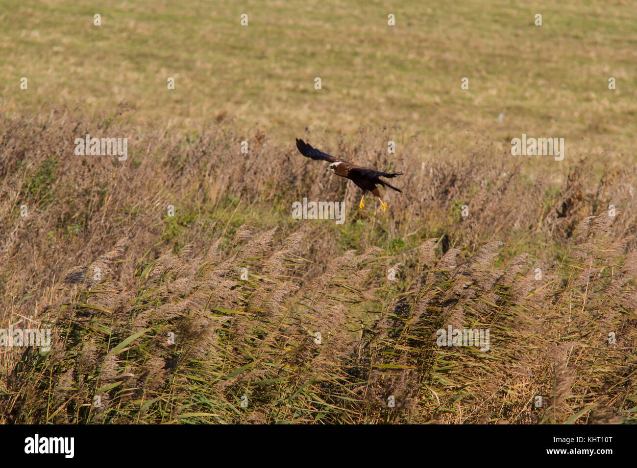 A Western Marsh Harrier (Circus aeruginosus) also known as Eurasian Marsh Harrier or just Marsh Harrier hunting prey over a reed bed. Stock Photo