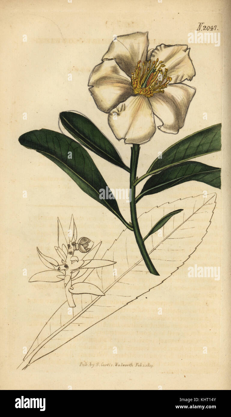 Fried-egg plant, Gordonia axillaris (Camellia axillaris). Handcoloured copperplate engraving from Samuel Curtis' Botanical Magazine, London, 1819. Stock Photo