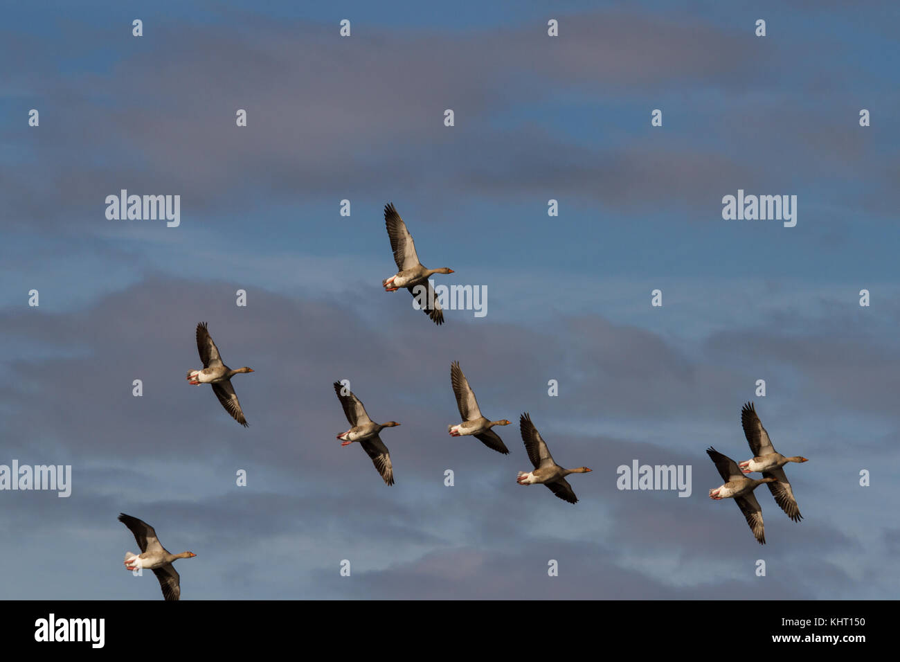 A flock of Greylag Geese (Anser anser) in flight Stock Photo
