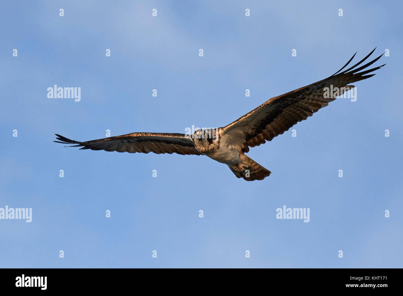 Osprey in flight with blue skies in the background Stock Photo - Alamy