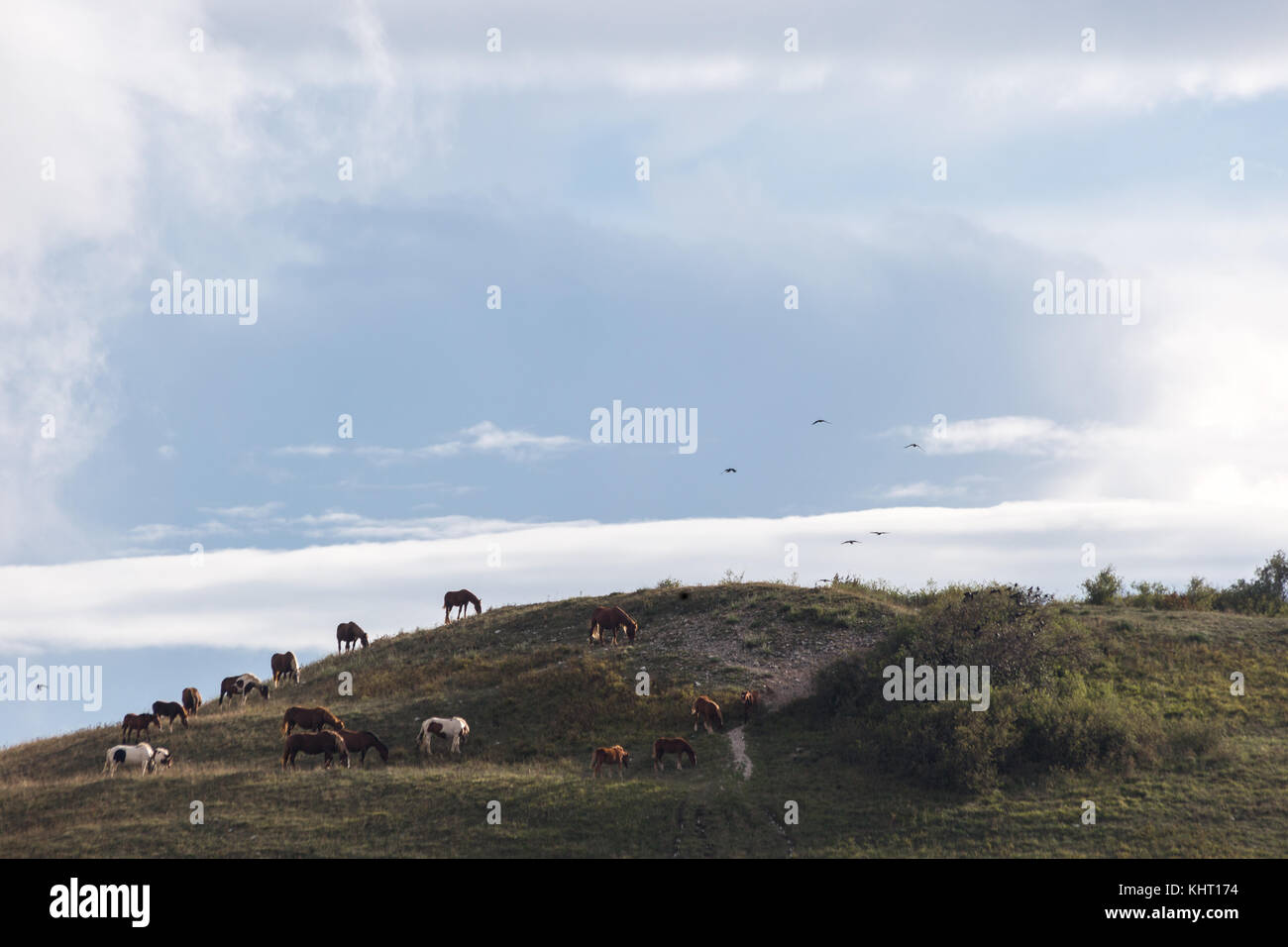 Horses on top of a hill and flying birds, beneath a deep, blue sky with ...