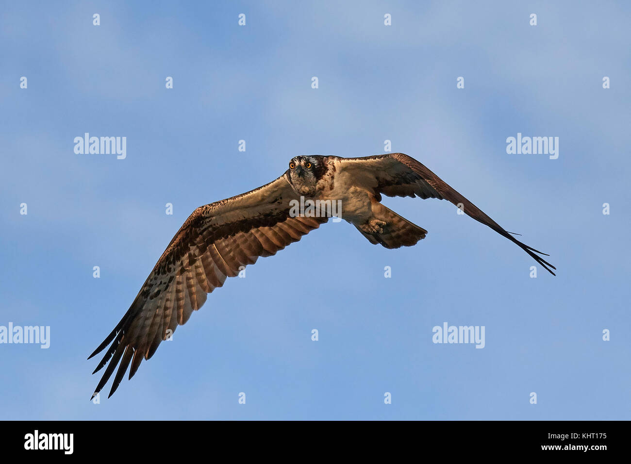 Osprey in flight with blue skies in the background Stock Photo - Alamy