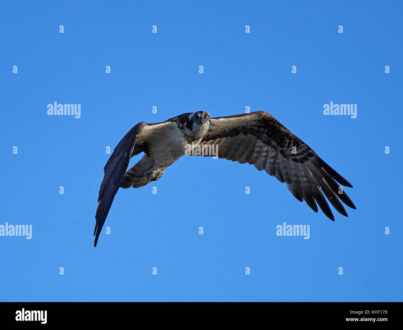 Osprey in flight with blue skies in the background Stock Photo - Alamy