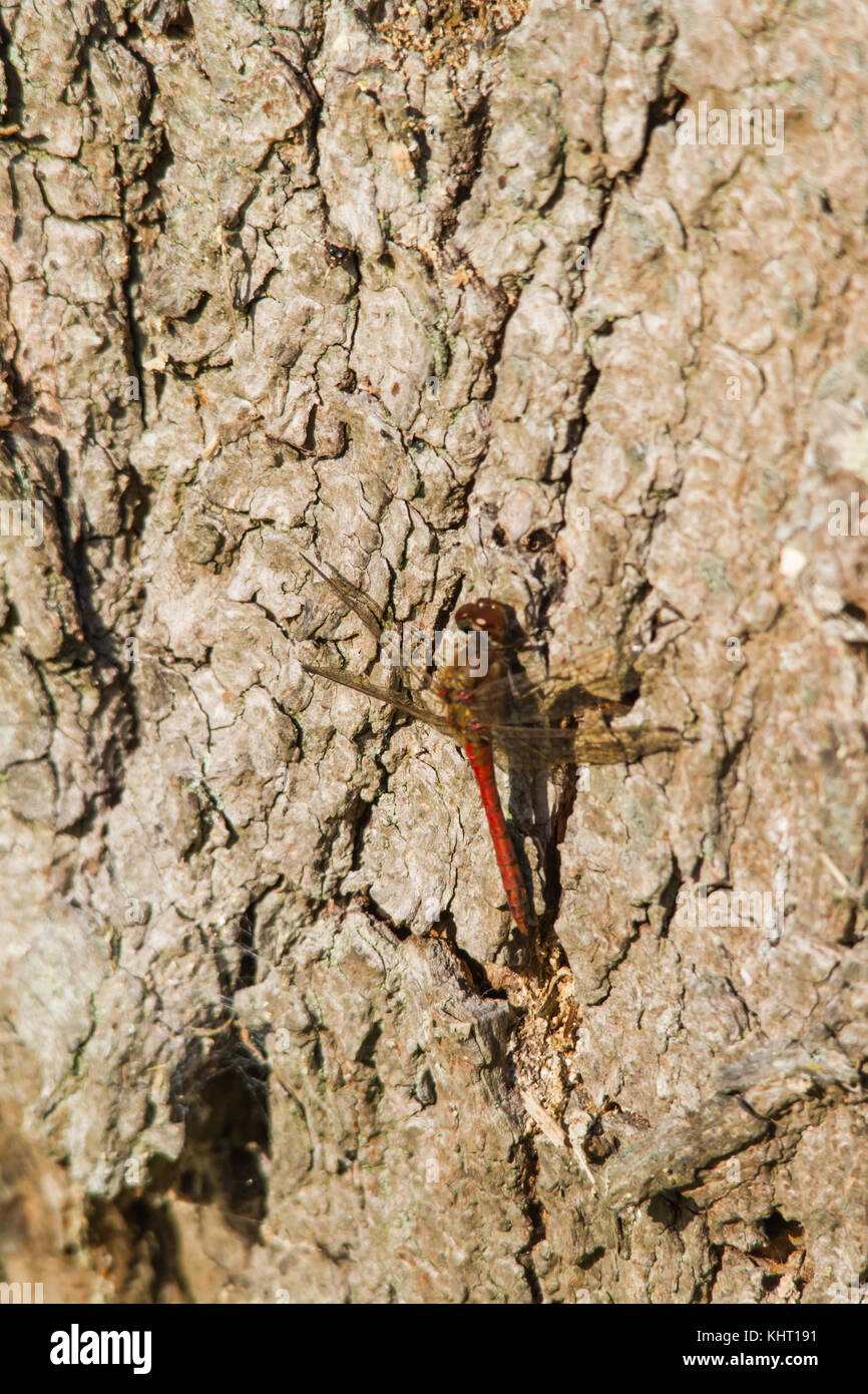 Mature adult male Common Darter Dragonfly (Sympetrum striolatum) resting on the bark of a tree trunk. Stock Photo