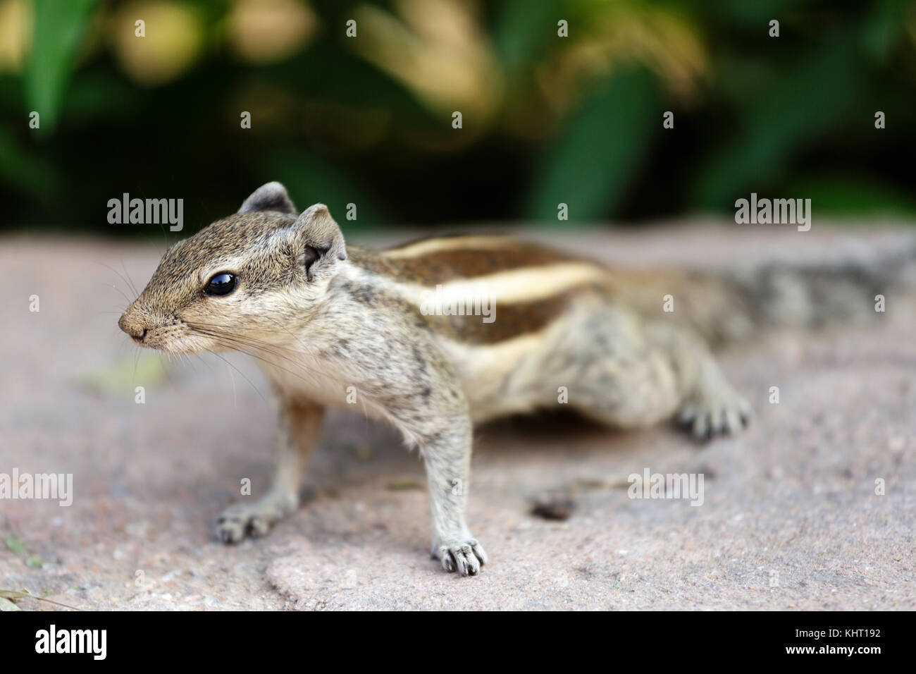 Chipmunk, indian squirrel, Agra, India Stock Photo Alamy