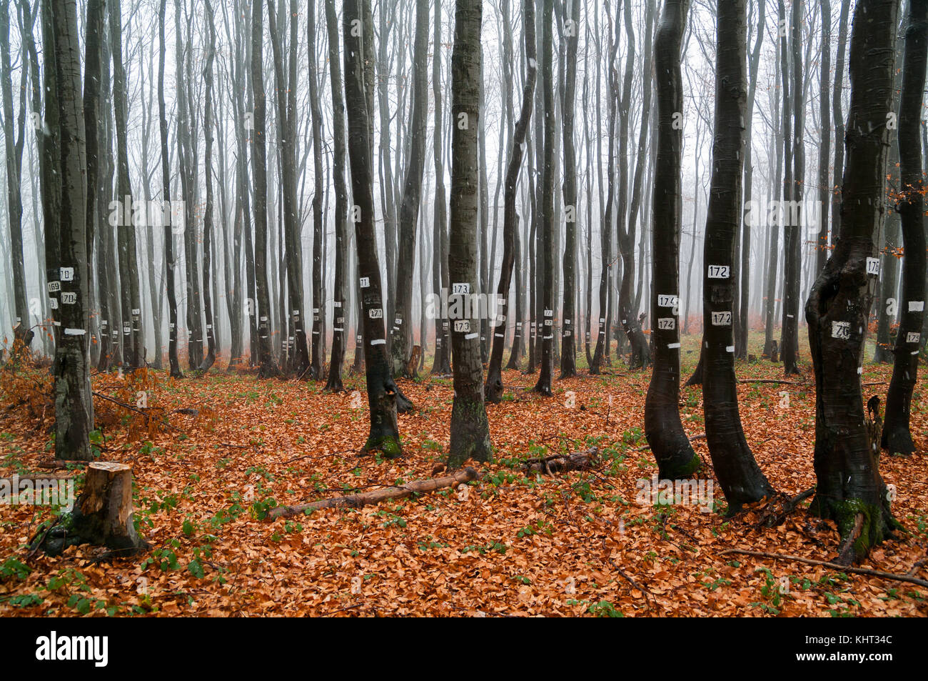 Wood Industry and Logging. Tagged trees. Stock Photo