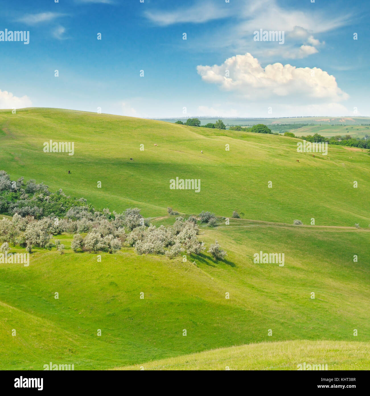 green field and blue sky with light clouds Stock Photo - Alamy