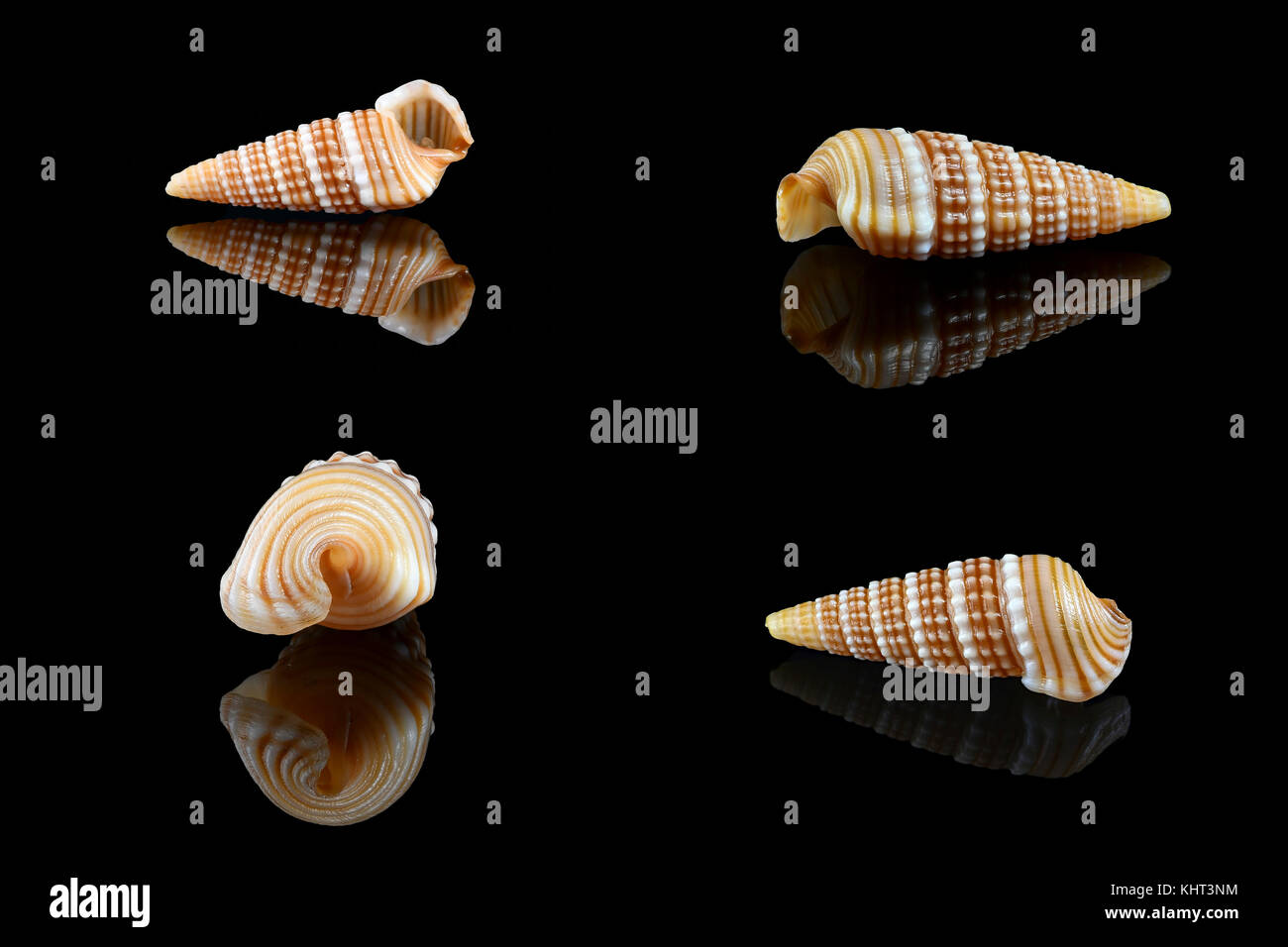 Girdled horn snail (Cerithidea (Cerithideopsilla) cingulata) on black background, Dubai, United Arab Emirates. L2,4xW1x0,75cm Stock Photo