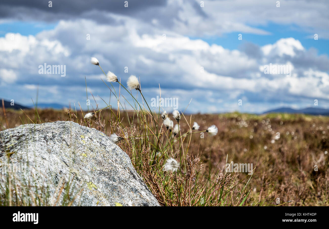 Cotton grass at Rannoch moor in the scottish highlands, uk Stock Photo