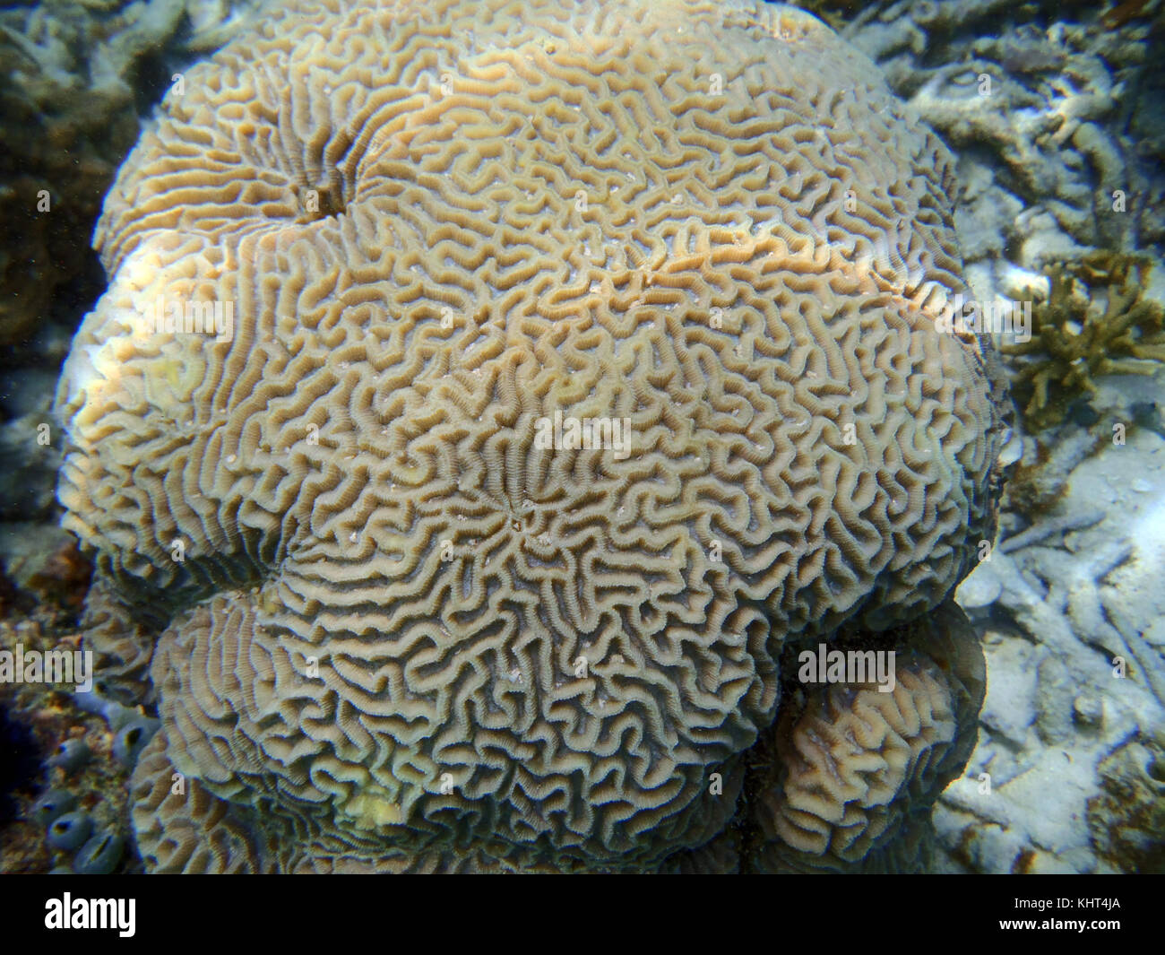 Brain coral close up picture in the sea Stock Photo