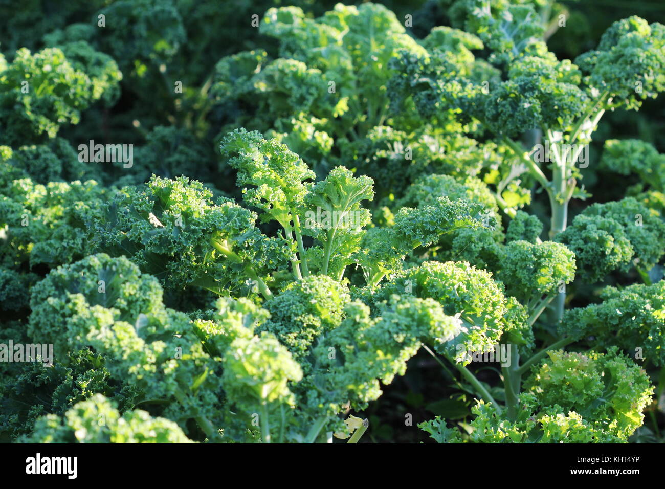 Young kale growing in the vegetable garden Stock Photo Alamy
