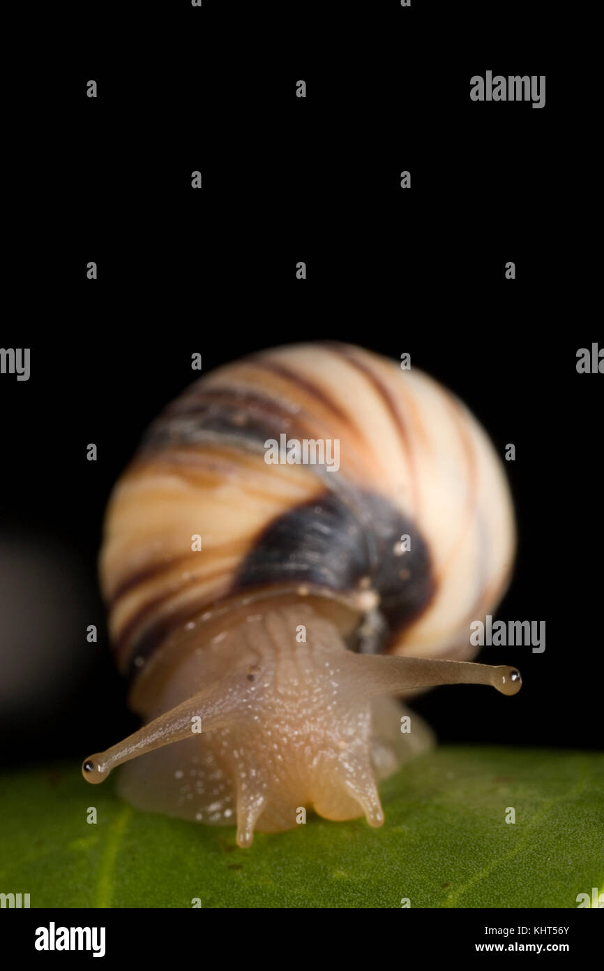 Eyes of a snail Stock Photo Alamy