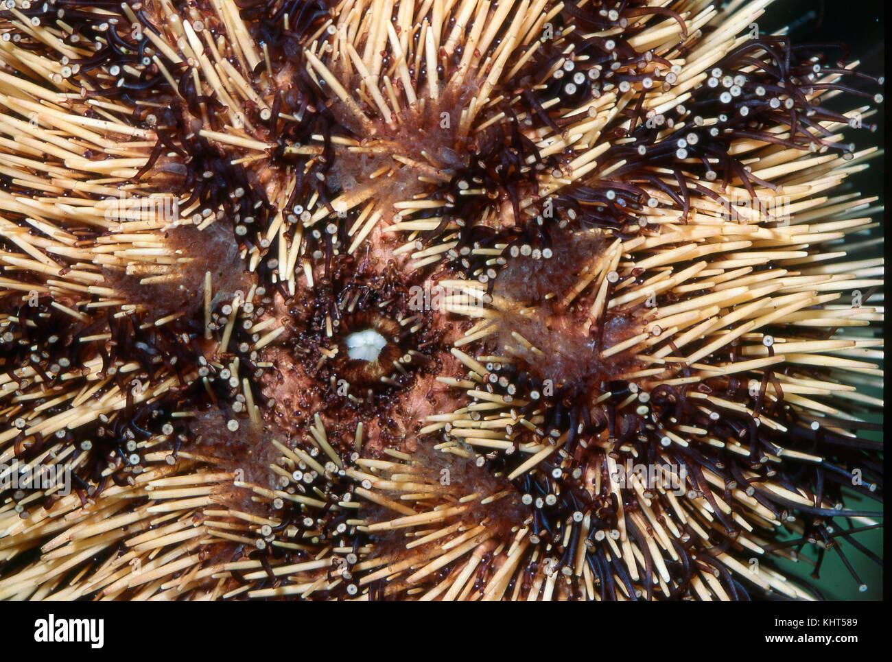 Sea Urchin, ventral surface showing tube feet and mouth Stock Photo Alamy