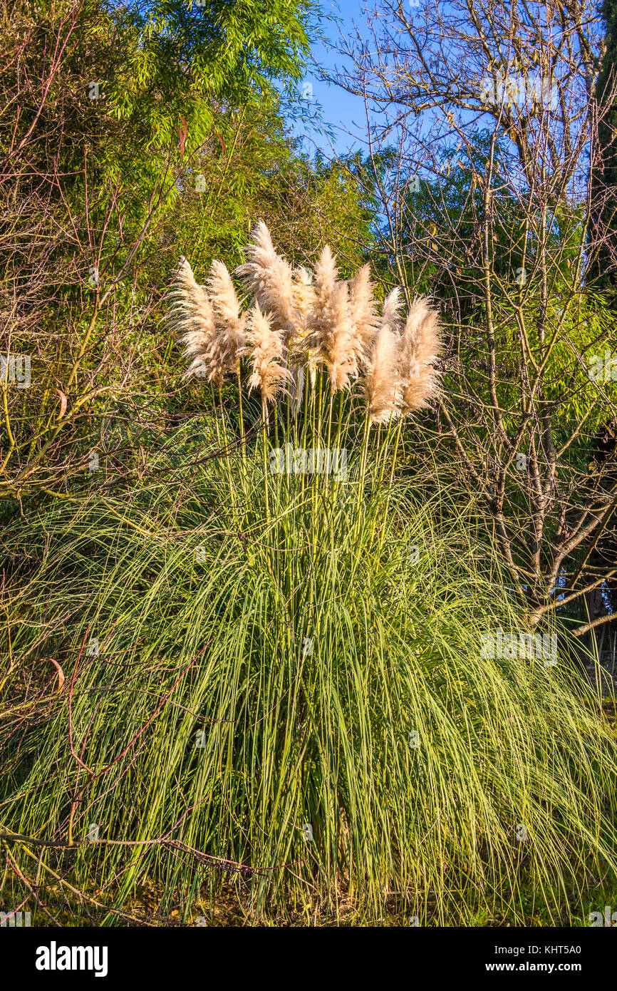Flowering Pampas Grass (Cortaderia selloana). Stock Photo
