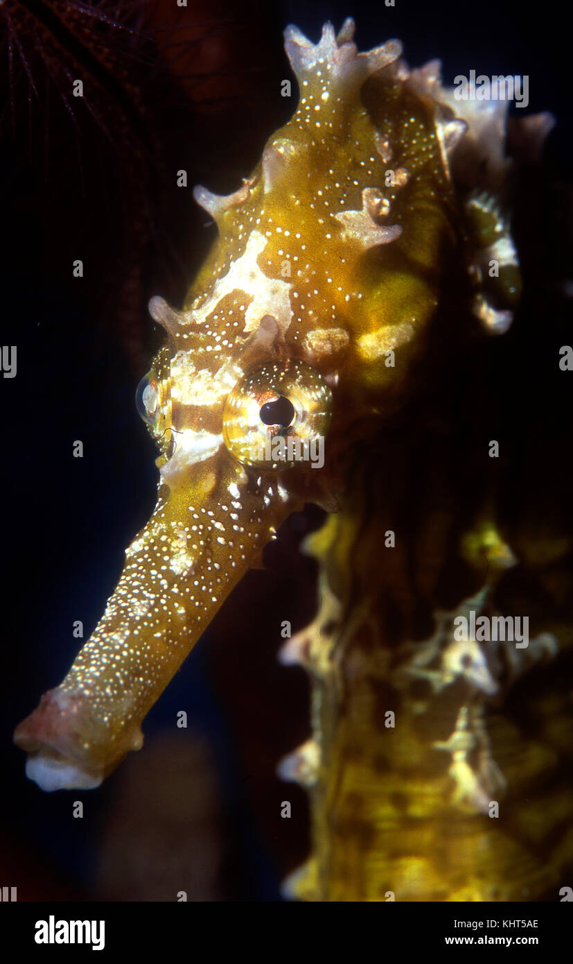 Lined Seahorse, Hippocampus erectus Stock Photo - Alamy