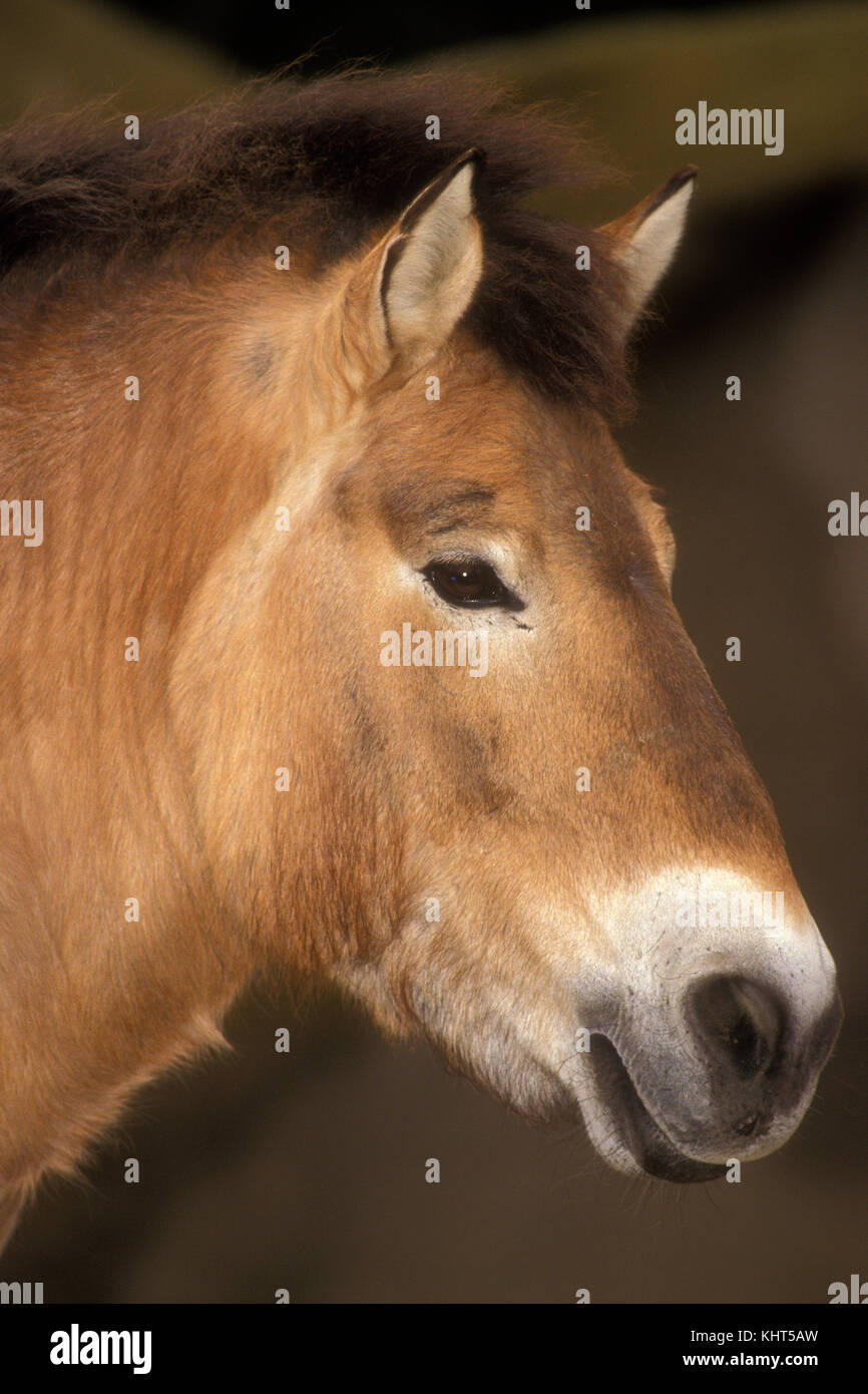 Prezewalski's Horse, Endangered Species Stock Photo