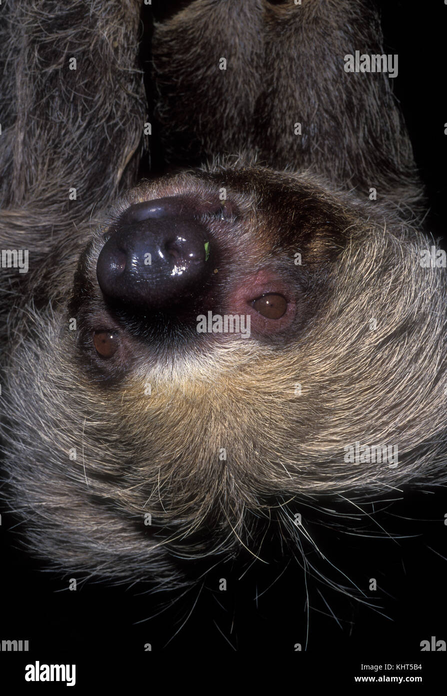 Two toed sloth hi-res stock photography and images - Alamy