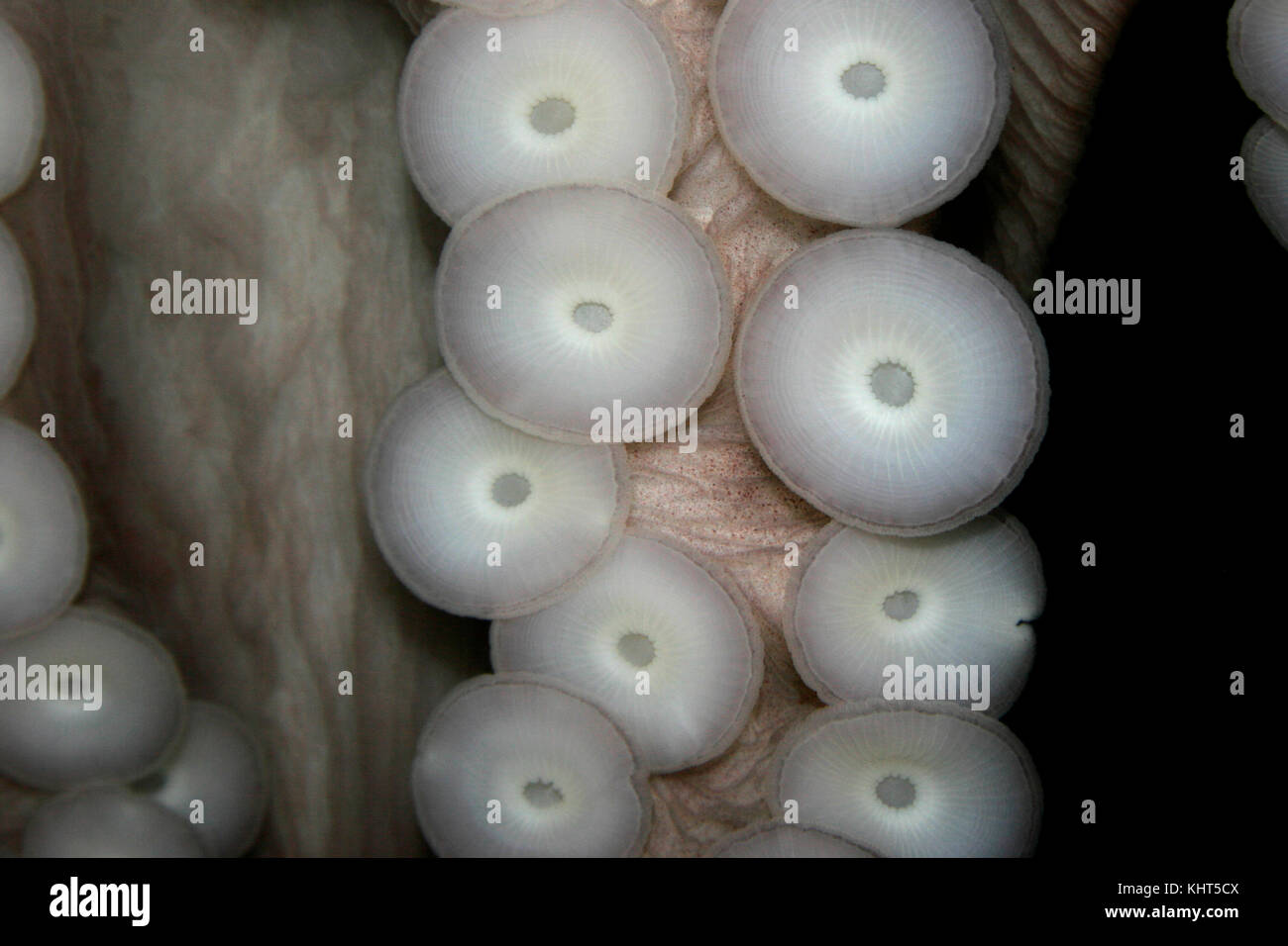 Octopus suction cups Stock Photo Alamy