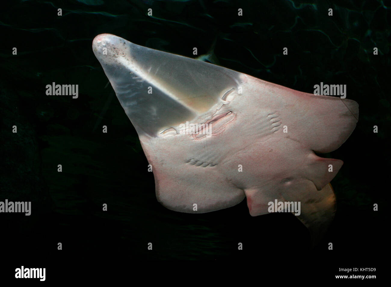 Giant shovelnose guitarfish, Rhinobatos productus Stock Photo