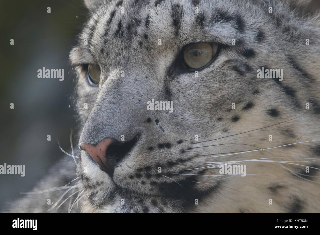 snow leopard, Panthera uncia, captive, close up portraits with facial expressions sitting on a rock and amongst foilage. Stock Photo