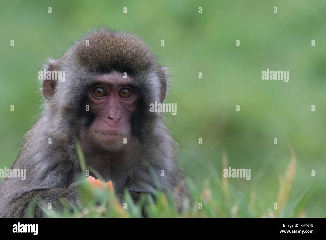 snow monkeys, Japanese macaque, Macaca fuscata, captive, young, old, close up portraits alone and in family group with blurred background Stock Photo
