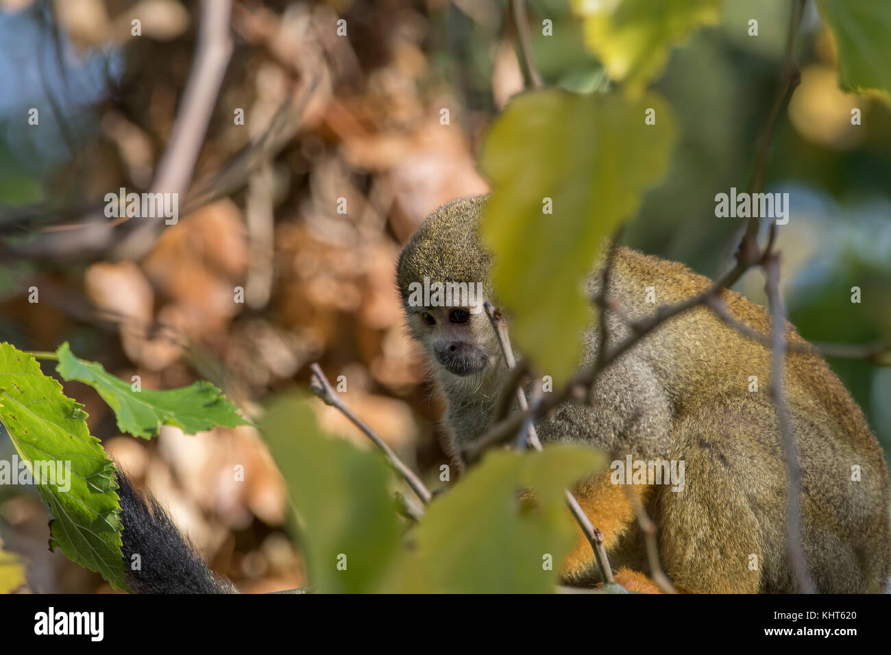 squirrel monkey, Saimiri, captive, portrait, close up silhouette sitting on a branch and hiding amongst leaves in a tree. Stock Photo