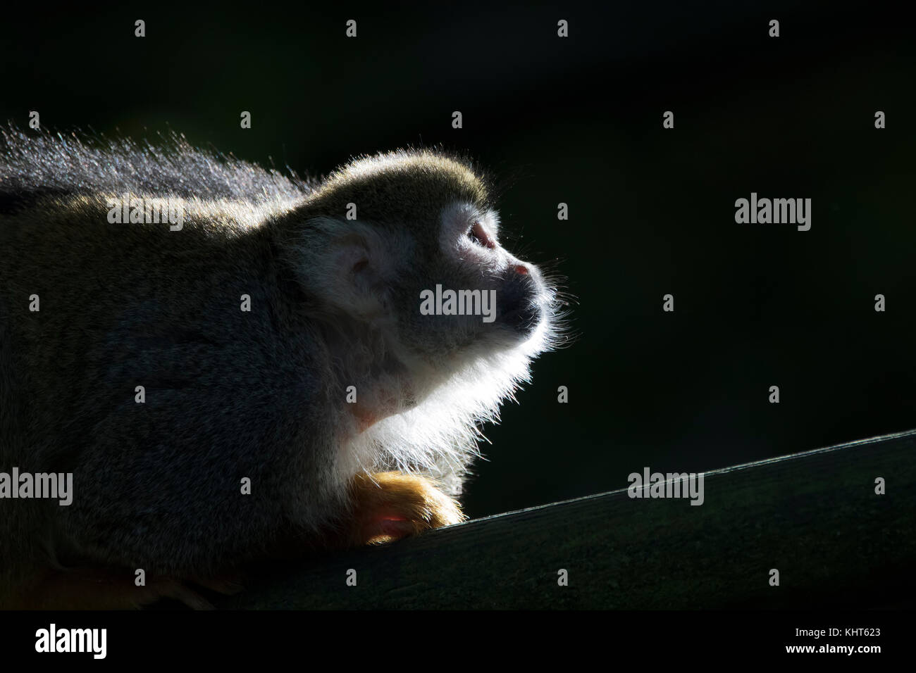 squirrel monkey, Saimiri, captive, portrait, close up silhouette sitting on a branch and hiding amongst leaves in a tree. Stock Photo