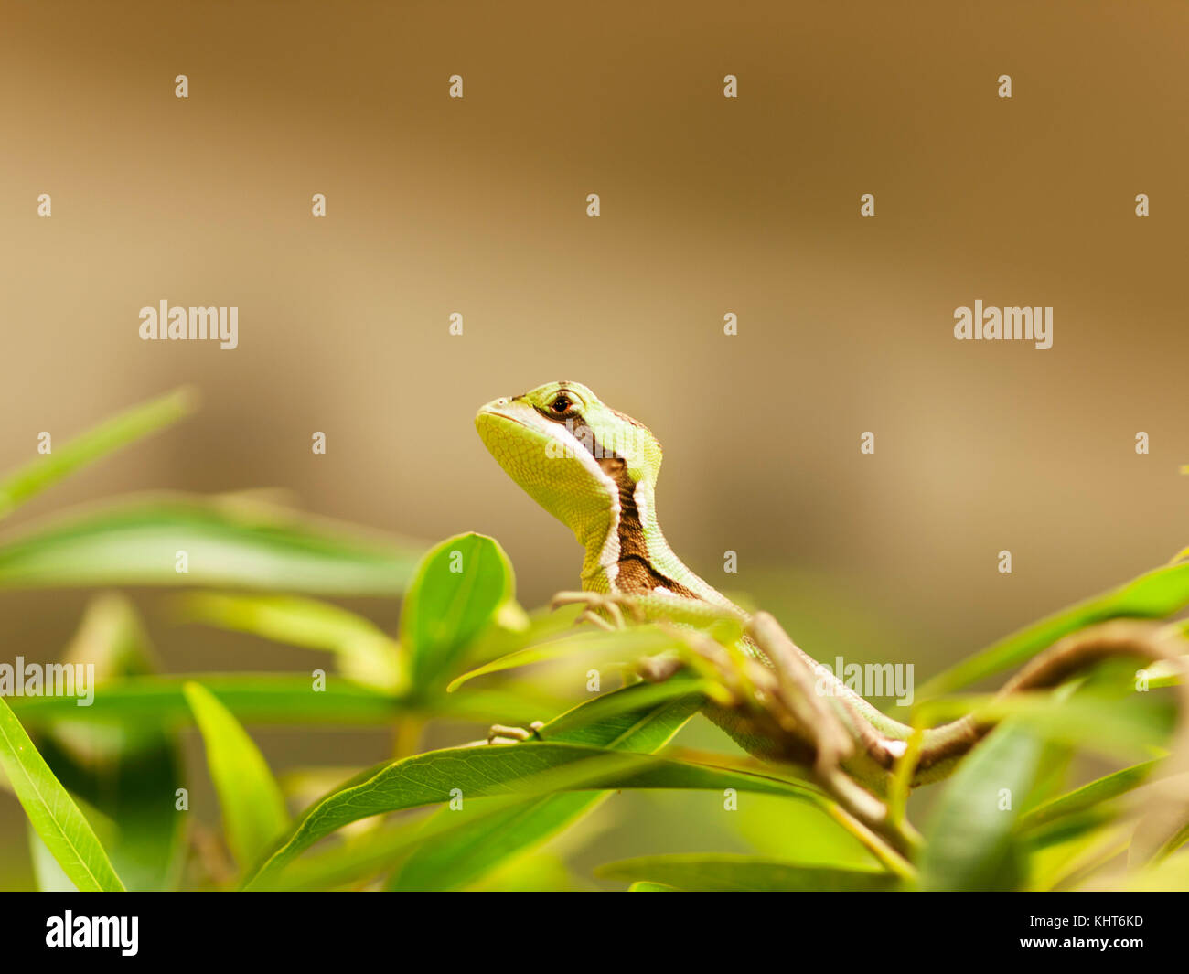 Portrait of young serated Caquehesd Iguana lizard - Laemanctus serratus Stock Photo