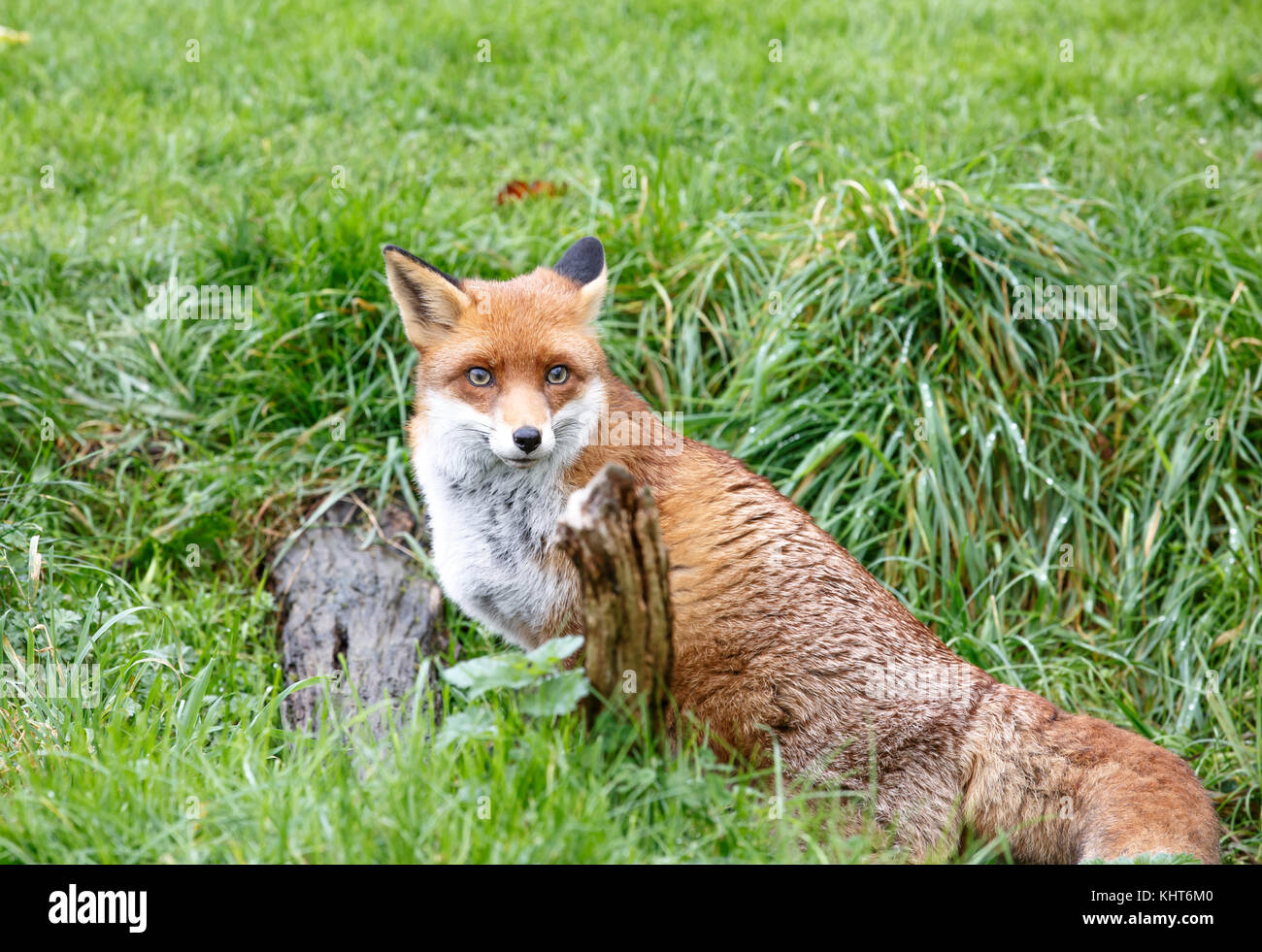 A Red fox Stock Photo